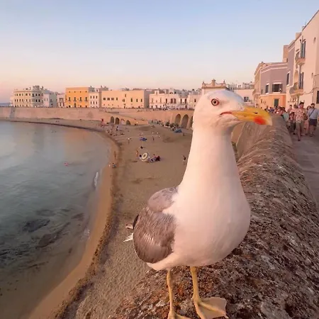 Appartement Mimose *